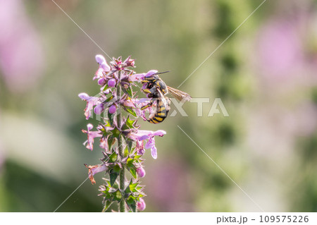 A bee collects pollen on Purple Betony flowers or Betony, Wood Betony, Bishopwort, Bishop's Wort. 109575226