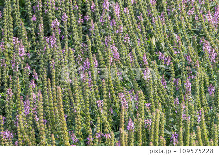 Close up of stachys officinalis, Betonica officinalis foliage. 109575228