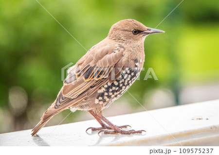 The common starling or Sturnus vulgaris or the European starling. Sitting on the fence in the garden in springtime. The common starling or Sturnus vulgaris or the European starling. Sitting on the fence in the garden in springtime. 109575237