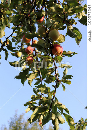 Branch of an apple tree with fruits in the garden Branch of an apple tree with fruits in the garden 109575348