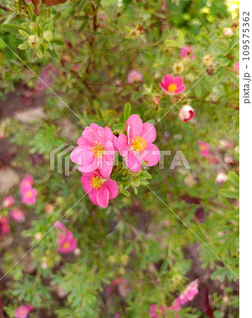 Pink flowers of cinquefoil Potentilla on a bush Pink flowers of cinquefoil Potentilla on a bush 109575362