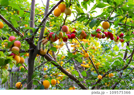 Ripe yellow and red plums on a tree branch in the garden 109575366
