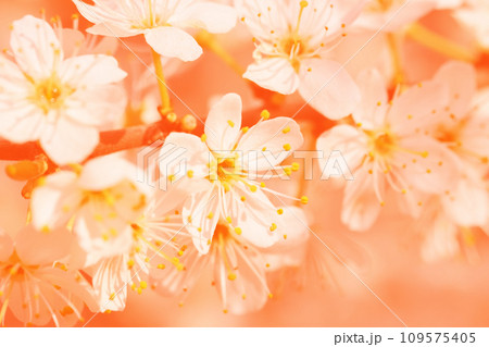 Close up sakura or cherry blossom toned in Peach Fuzz color. Peach Cherry Flower with background. 109575405