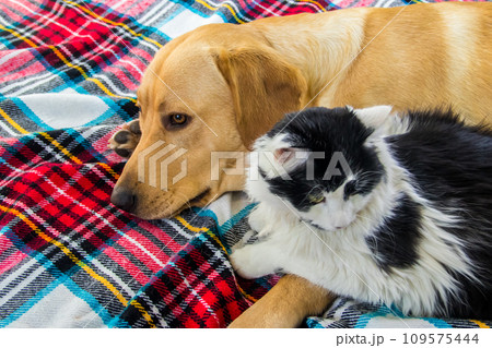Cute labrador retriever dog and young fluffy cat on a checkered plaid. Friendship of pets 109575444