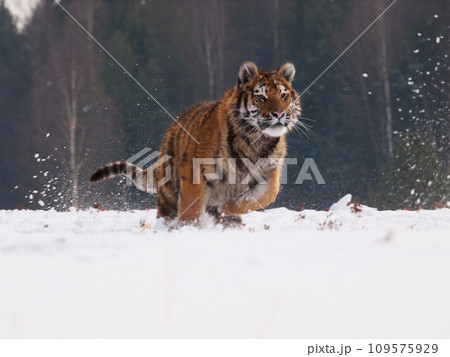 Young siberian tiger running through russian taiga in winter (Panthera tigris altaica) Young siberian tiger running through russian taiga in winter (Panthera tigris altaica) 109575929