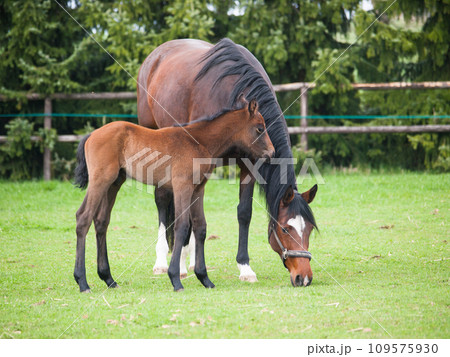 Mare and foal of sport horse on meadow 109575930