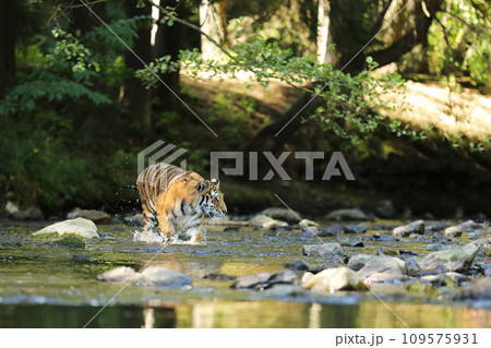 Amur tiger walking in the water. Dangerous animal in green forest stream. Grey stone, river droplet. Siberian tiger in the river. Panthera tigris altaica Amur tiger walking in the water. Dangerous animal in green forest stream. Grey stone, river droplet. Siberian tiger in the river. Panthera tigris altaica 109575931