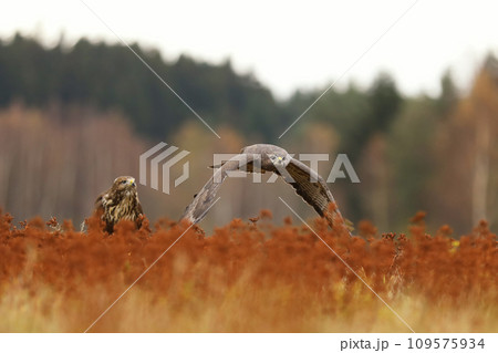 Common buzzard is a medium bird of prey, pair on meadow in autumn - Buteo buteo Common buzzard is a medium bird of prey, pair on meadow in autumn - Buteo buteo 109575934