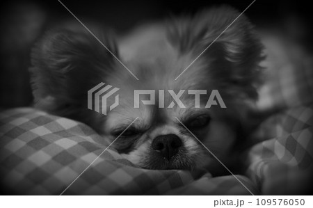 犬 109576050