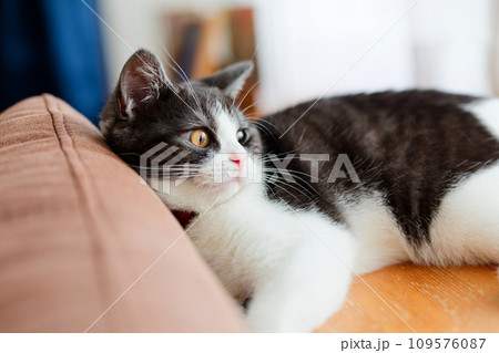 たそがれる猫 たそがれる猫 109576087