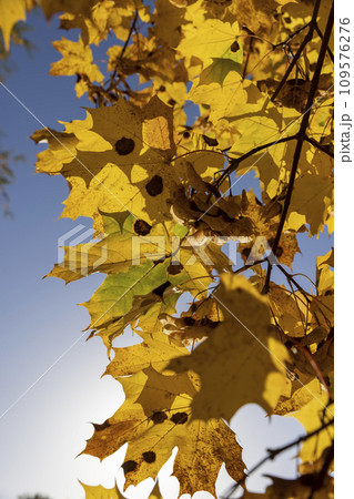 Maple tree foliage in autumn Maple tree foliage in autumn 109576276