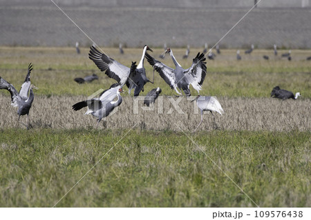 マナヅルの喧嘩 マナヅルの喧嘩 109576438