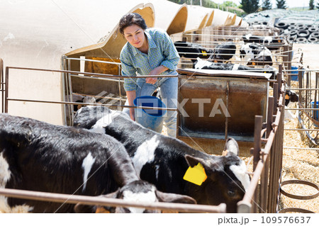 Woman farm worker taking care of calves Woman farm worker taking care of calves 109576637
