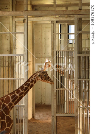 真冬に陽の光が差す暖かい屋内でのんびりするキリンたち(日本 神奈川県横浜市) 真冬に陽の光が差す暖かい屋内でのんびりするキリンたち(日本 神奈川県横浜市) 109576870