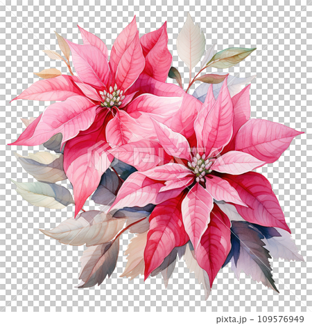 watercolor of a bunch of pink poinsettias. AI generated image 109576949