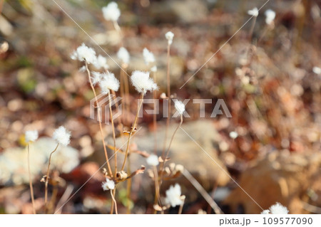 冬のシュウメイギクの花 109577090
