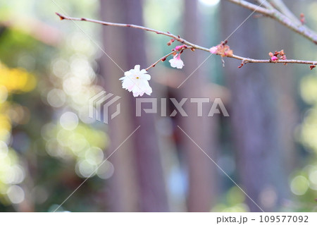 冬桜の花 ジュウガツザクラ 冬桜の花 ジュウガツザクラ 109577092