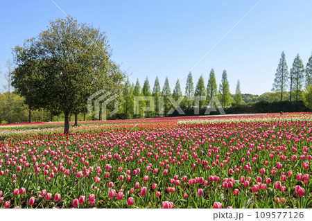 青空の世良高原農場のチューリップ畑 109577126