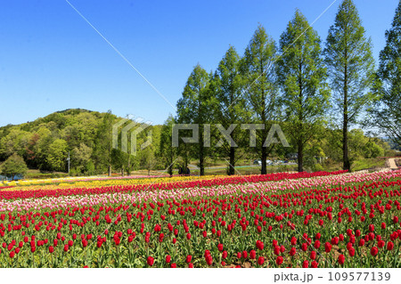 青空の世良高原農場のチューリップ畑 109577139