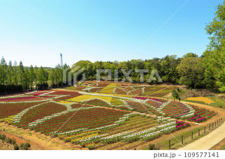 青空の世良高原農場のチューリップ畑の花絵 青空の世良高原農場のチューリップ畑の花絵 109577141