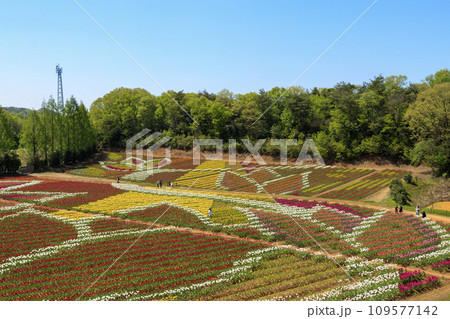 青空の世良高原農場のチューリップ畑 109577142