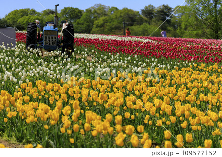青空の世良高原農場のチューリップ畑 109577152