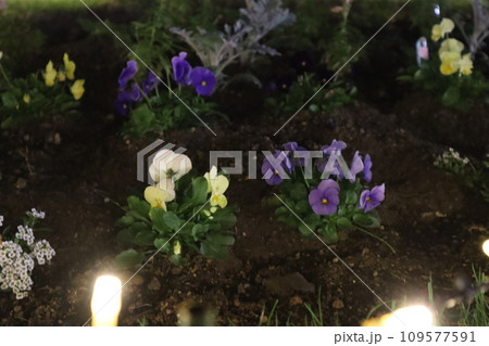 クリスマスイルミネーション/フローランテ宮崎 109577591