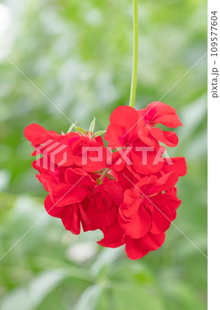 家の周りの草花　四季の色々　燃える様な赤い花　陽炎な花びら　ゼラニウム  109577604