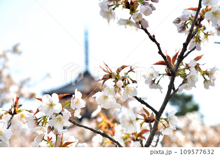 《京都市》世界遺産仁和寺に咲く満開の御室桜と五重塔 109577632