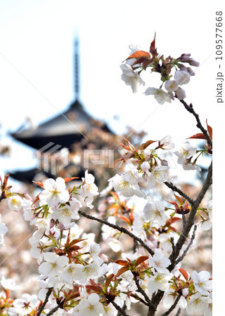 《京都市》世界遺産仁和寺に咲く満開の御室桜と五重塔 109577668