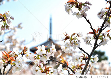 《京都市》世界遺産仁和寺に咲く満開の御室桜と五重塔 109577694