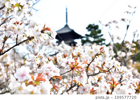 《京都市》世界遺産仁和寺に咲く満開の御室桜と五重塔 109577720
