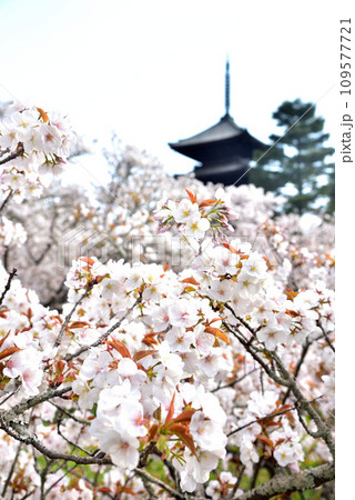 《京都市》世界遺産仁和寺に咲く満開の御室桜と五重塔 109577721
