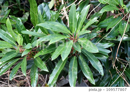 ユズリハの葉 ユズリハの葉 109577807