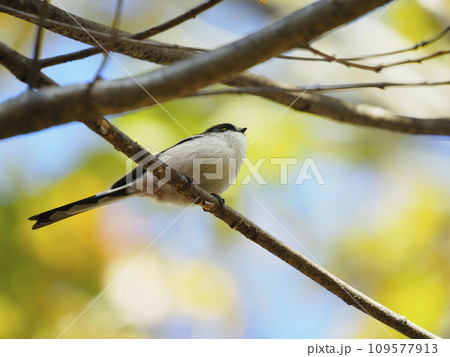 枝にとまるエナガ 109577913