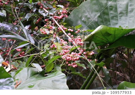 マユミの実 109577933