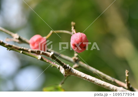 マユミの実 109577934