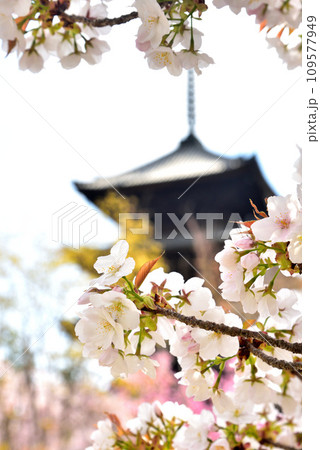 《京都市》世界遺産仁和寺に咲く満開の御室桜と五重塔 109577949