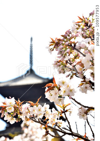 《京都市》世界遺産仁和寺に咲く満開の御室桜と五重塔 109577953