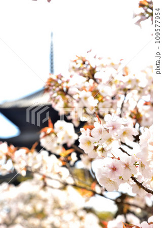《京都市》世界遺産仁和寺に咲く満開の御室桜と五重塔 109577954