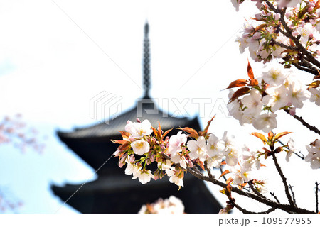 《京都市》世界遺産仁和寺に咲く満開の御室桜と五重塔 109577955