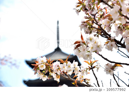 《京都市》世界遺産仁和寺に咲く満開の御室桜と五重塔 《京都市》世界遺産仁和寺に咲く満開の御室桜と五重塔 109577992