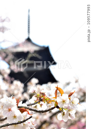 《京都市》世界遺産仁和寺に咲く満開の御室桜と五重塔 《京都市》世界遺産仁和寺に咲く満開の御室桜と五重塔 109577993