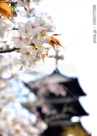 《京都市》世界遺産仁和寺に咲く満開の御室桜と五重塔 《京都市》世界遺産仁和寺に咲く満開の御室桜と五重塔 109577996