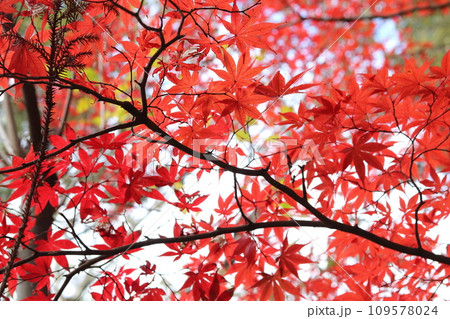 真っ赤が映える紅葉 109578024