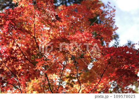 真っ赤な紅葉 109578025