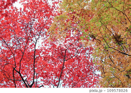 紅葉が素敵な秋の公園散歩 109578026