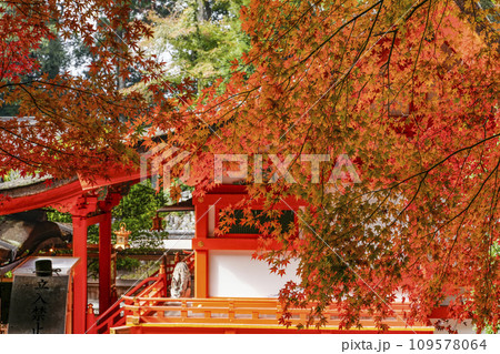 出雲大神宮(京都府亀岡市)の紅葉 出雲大神宮(京都府亀岡市)の紅葉 109578064