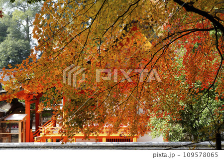 出雲大神宮（京都府亀岡市）の紅葉 109578065