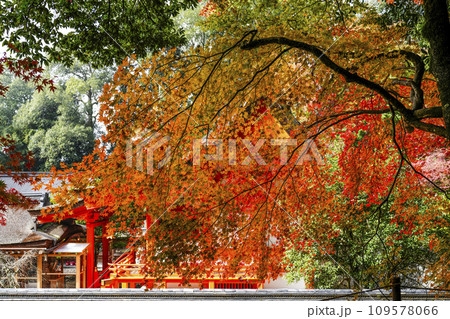 出雲大神宮（京都府亀岡市）の紅葉 109578066